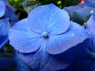 Bloom blue greenhouse hydrangea
