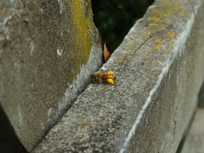 Bee poland 