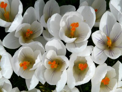 Close up macro flowers