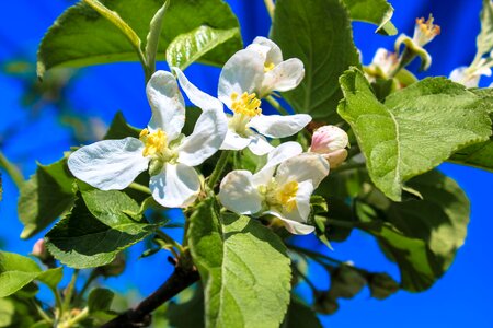 Apple blossom march bud