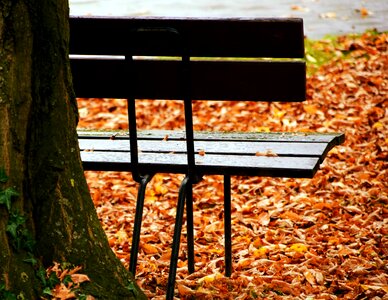 Autumn bench daylight