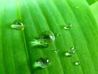 Grass green nature