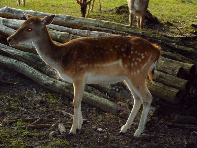 Animal deer fallow photo