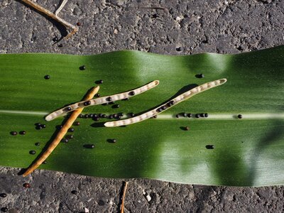 Grains pod brassica napus photo