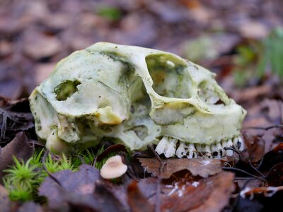 Animal animal skull death photo