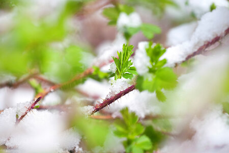 Grass in the snow photo