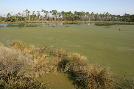 Florida Wetland