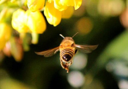 Sting nectar pollinate photo