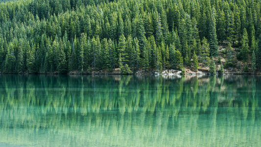 Coniferous Forest and Lake Mirror Reflection photo