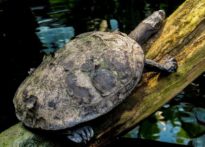 Panzer tortoise shell log