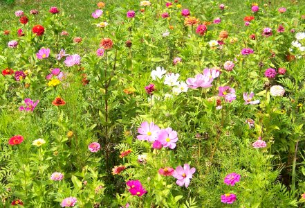 Plants natural blossom