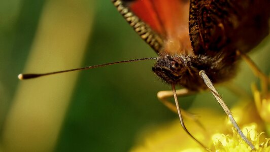 Proboscis butterfly suck photo