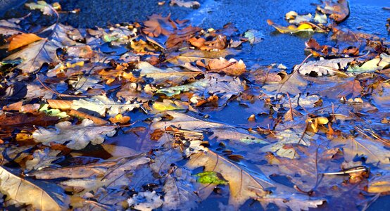 Autumn leaf plant