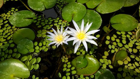 Water Lily white flower leaves photo