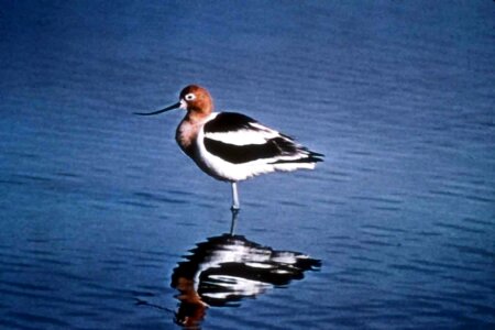American bird wading