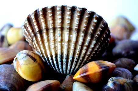 Big Shell Beautiful