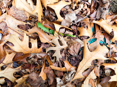 Fallen Leaves photo