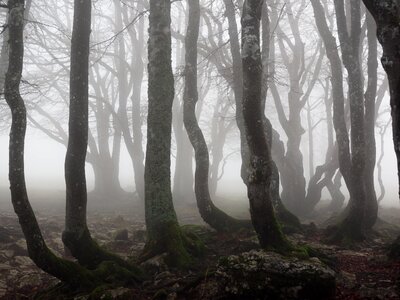 Trees tree trunks book