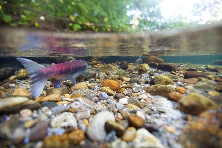 Sockeye salmon-3 photo