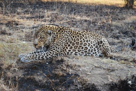 Wild animals animal world africa