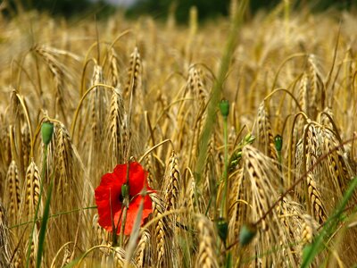 Ary wheat field cereals photo