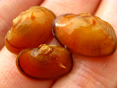 Tar River spinymussel