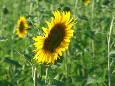 Summer yellow sunflower field photo