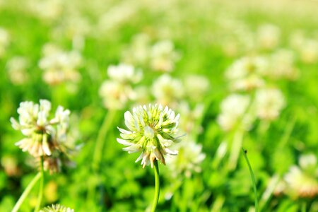 Macro nature green photo