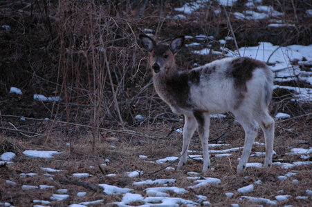 Piebald Deer