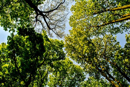 Forests sky from the bottom of the