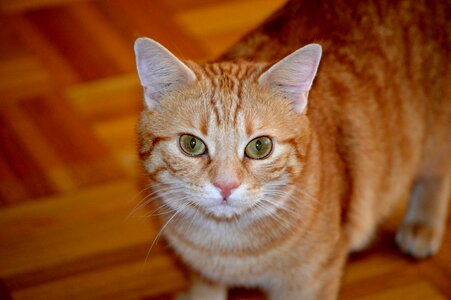 Domestic cat red fur photo