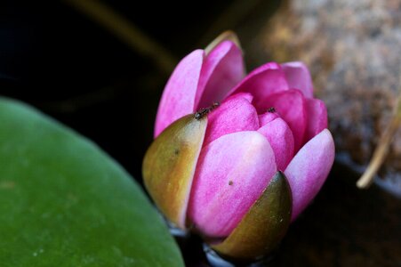 Pink violet macro