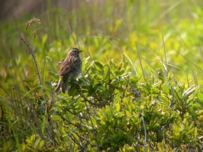 Savannah Sparrow-2 photo