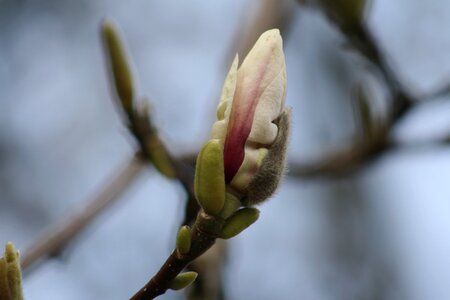 Beautiful Flowers beautiful photo blooming