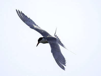 Forster's Tern hovering in the air