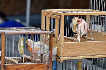 Birds wood cage photo