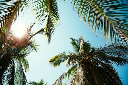 Palm Trees Sunlight photo