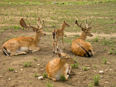 Group of deer in zoo photo