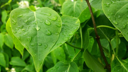 Tree nature drop of rain