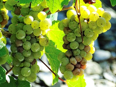 Vine vineyard close up