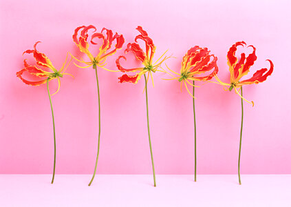 Red flowers isolated over pink photo