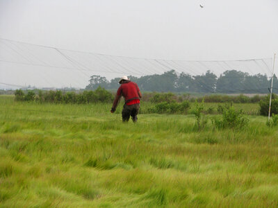 Mist netting for Saltmarsh sparrow banding photo