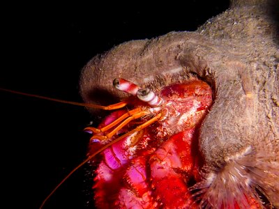 Crustacean diving underwater