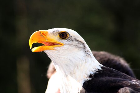 Adler head animal photo