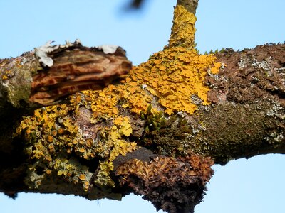 Lichen tree yellow