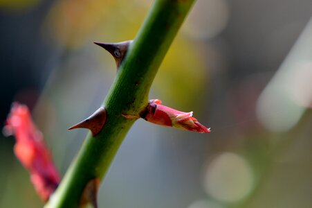 Bud nature background