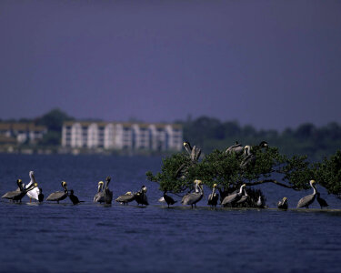 Pelican Island National Wildlife Refuge, Florida photo