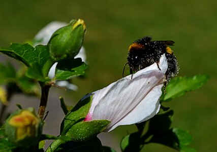Animal insect bumble-bee photo