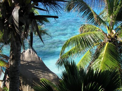 Island indian ocean palm trees photo