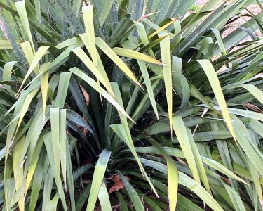 Plant yucca 